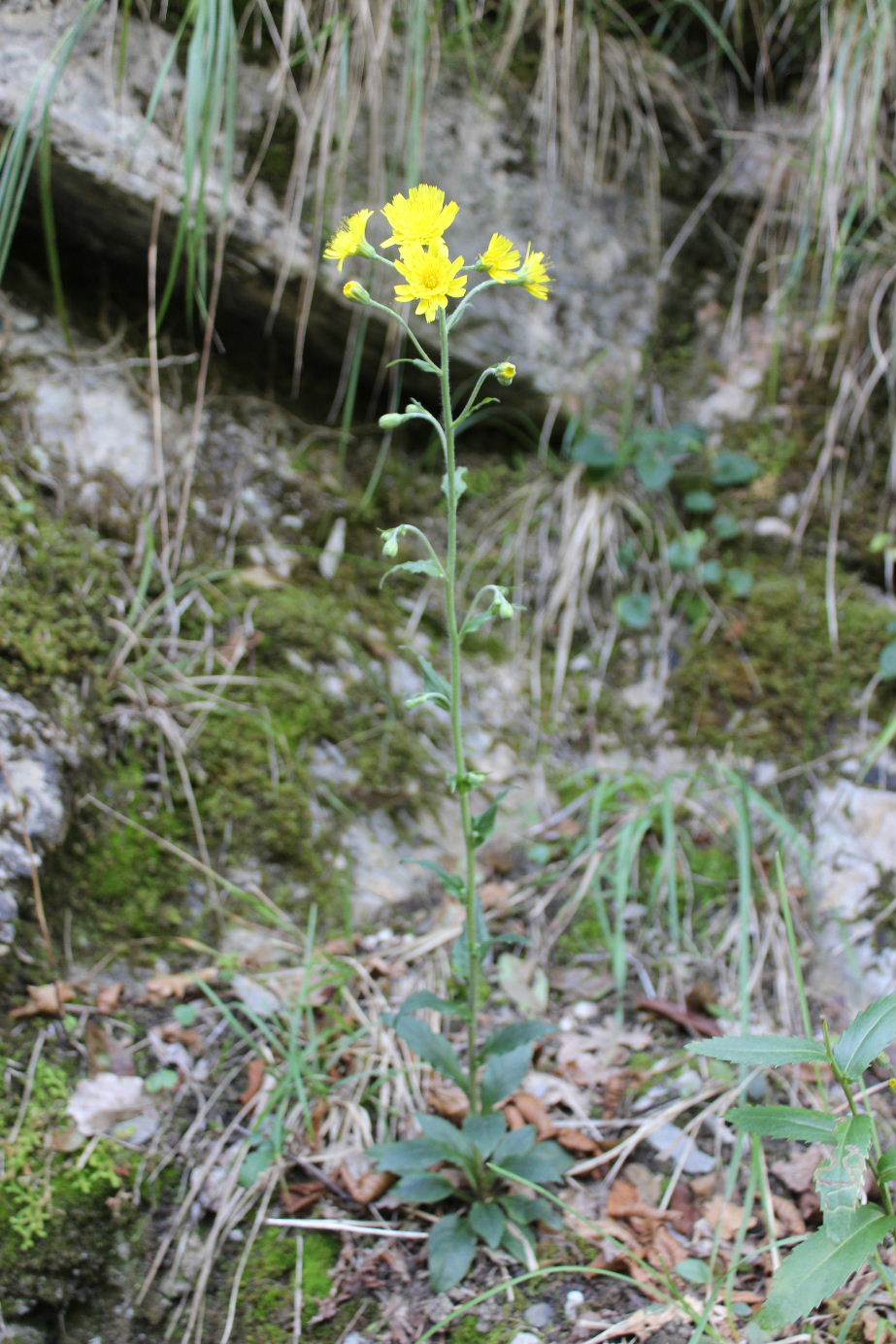 Hieracium racemosum / Sparviere racemoso
